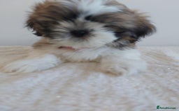 Shih Tzu dogs for sale: Beautiful Shih tzu puppies 🫶🏼 - Image 4
