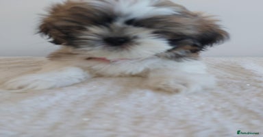 Shih Tzu dogs - Advert 2