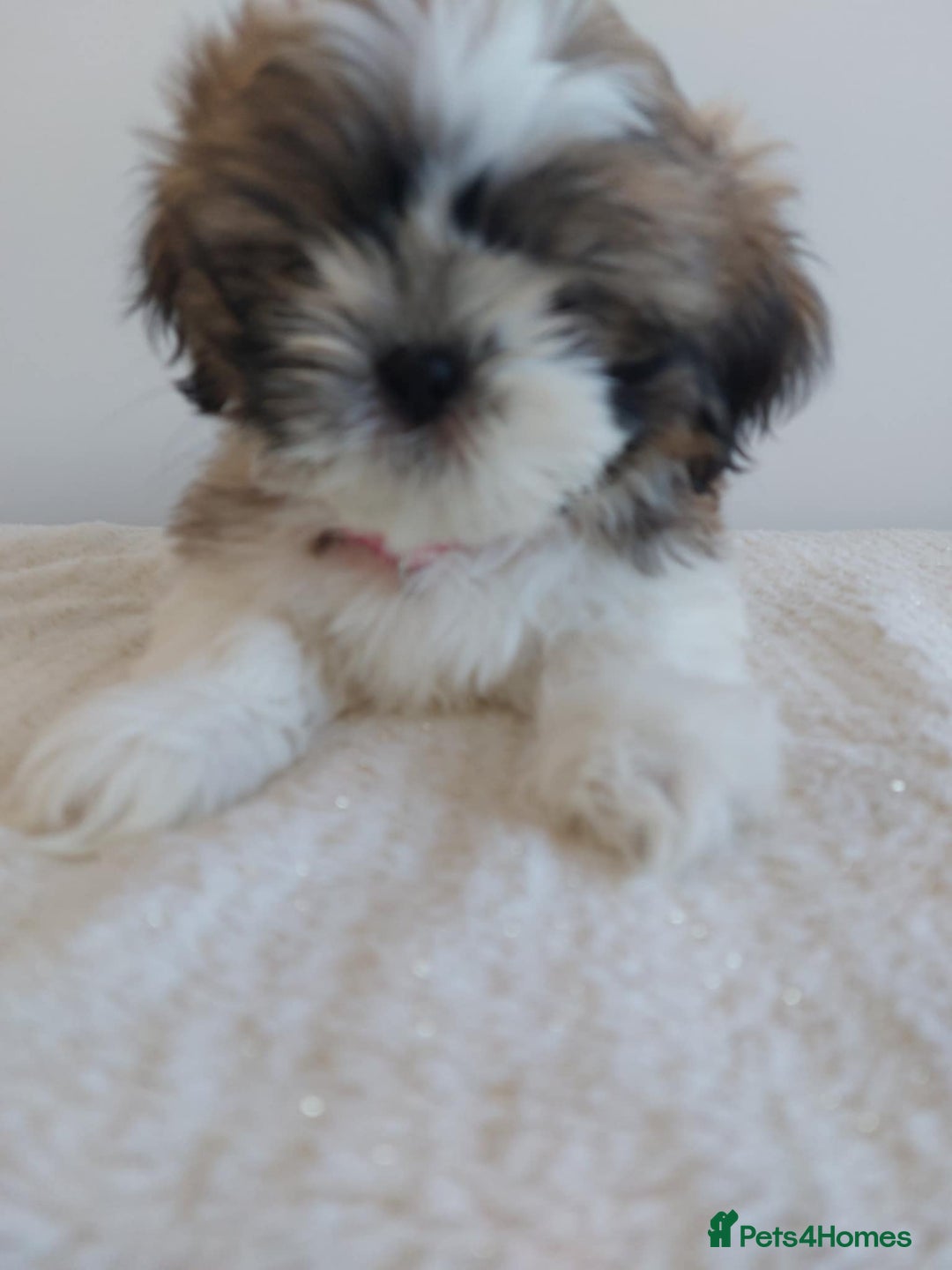 Shih Tzu dogs for sale: Beautiful Shih tzu puppies 🫶🏼 - Image 4