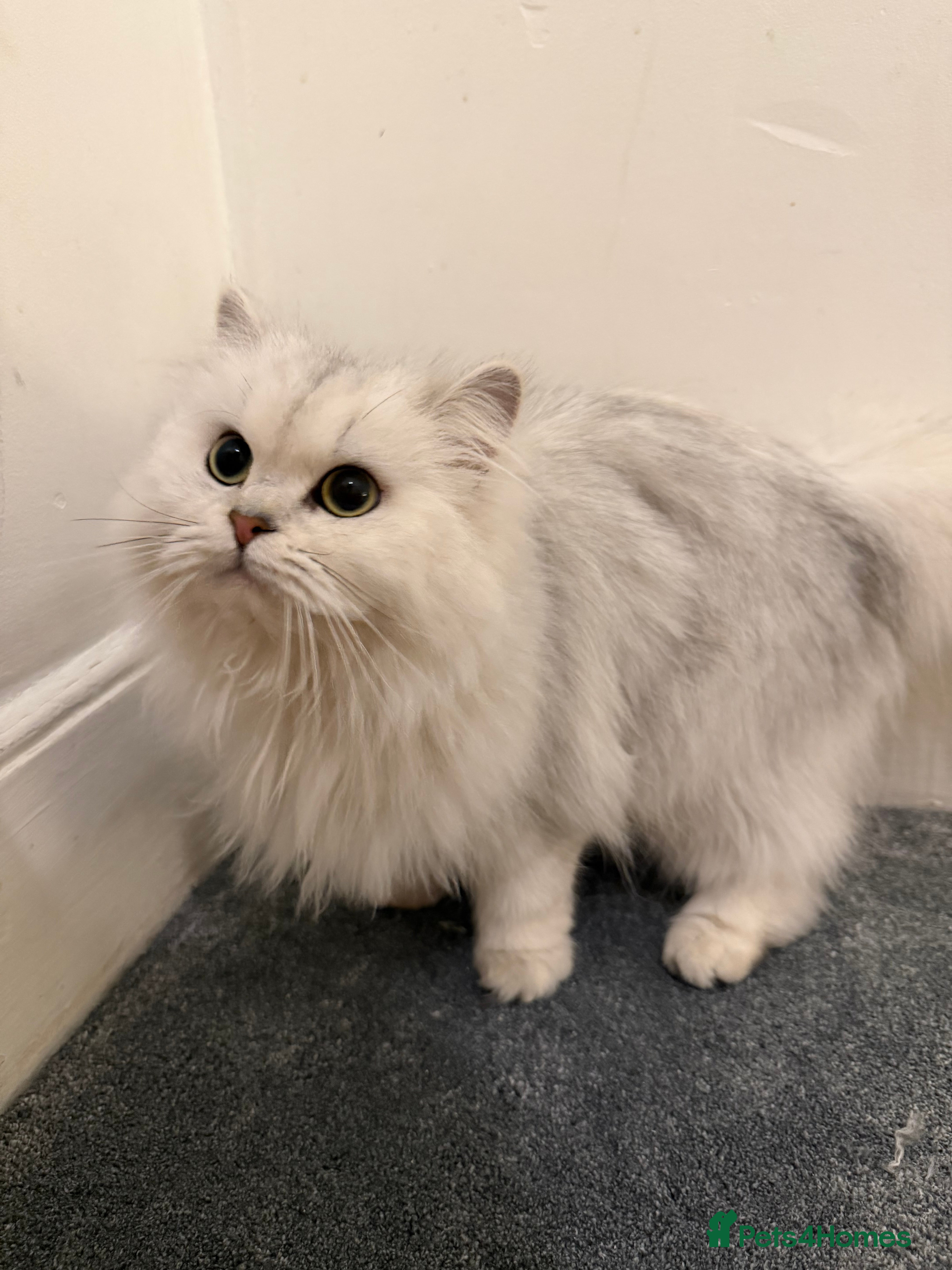 Scottish Fold cats Tica Active registered cat - Advert 2