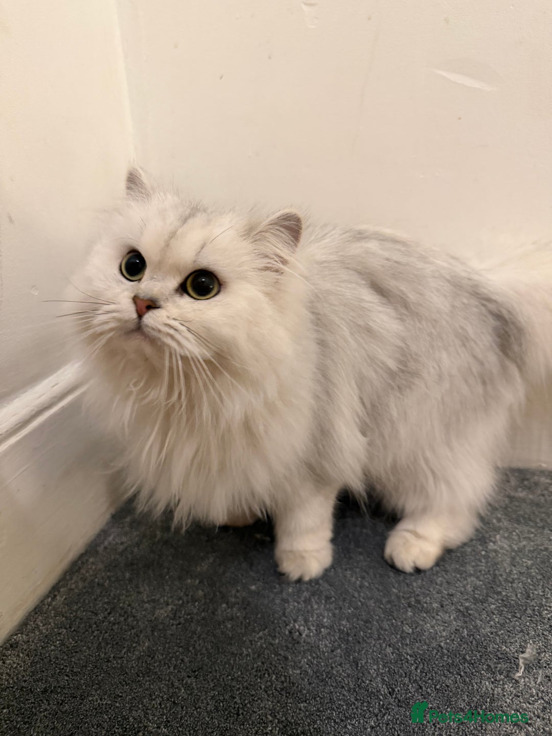 Scottish Fold cats for sale: Tica Active registered cat - Advert 1