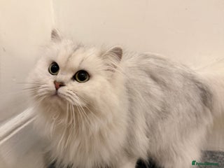 Scottish Fold cats Tica Active registered cat - Advert 3