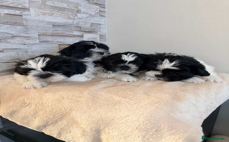 Shih Tzu dogs ✨ puppies Shih Tzu ✨  - Advert 1