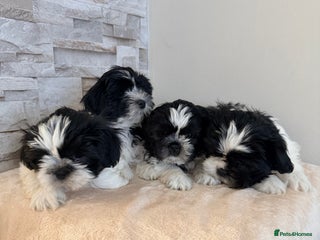 Shih Tzu dogs ✨ puppies Shih Tzu ✨ - Advert 4