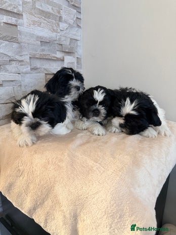 Shih Tzu dogs ✨ puppies Shih Tzu ✨ - Advert 2