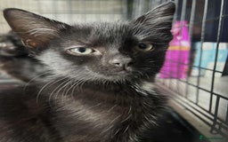 Domestic Shorthair cats for sale: 2 Gorgeous black kittens!!  - Image 5