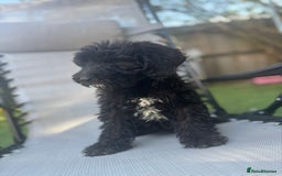 Sheepadoodle dogs for sale: Mini Sheepadoodle reduced **2 remaining  - Image 22