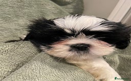 Shih Tzu dogs for sale: Adorable Imperial Shih Tzu Puppies - Advert 25