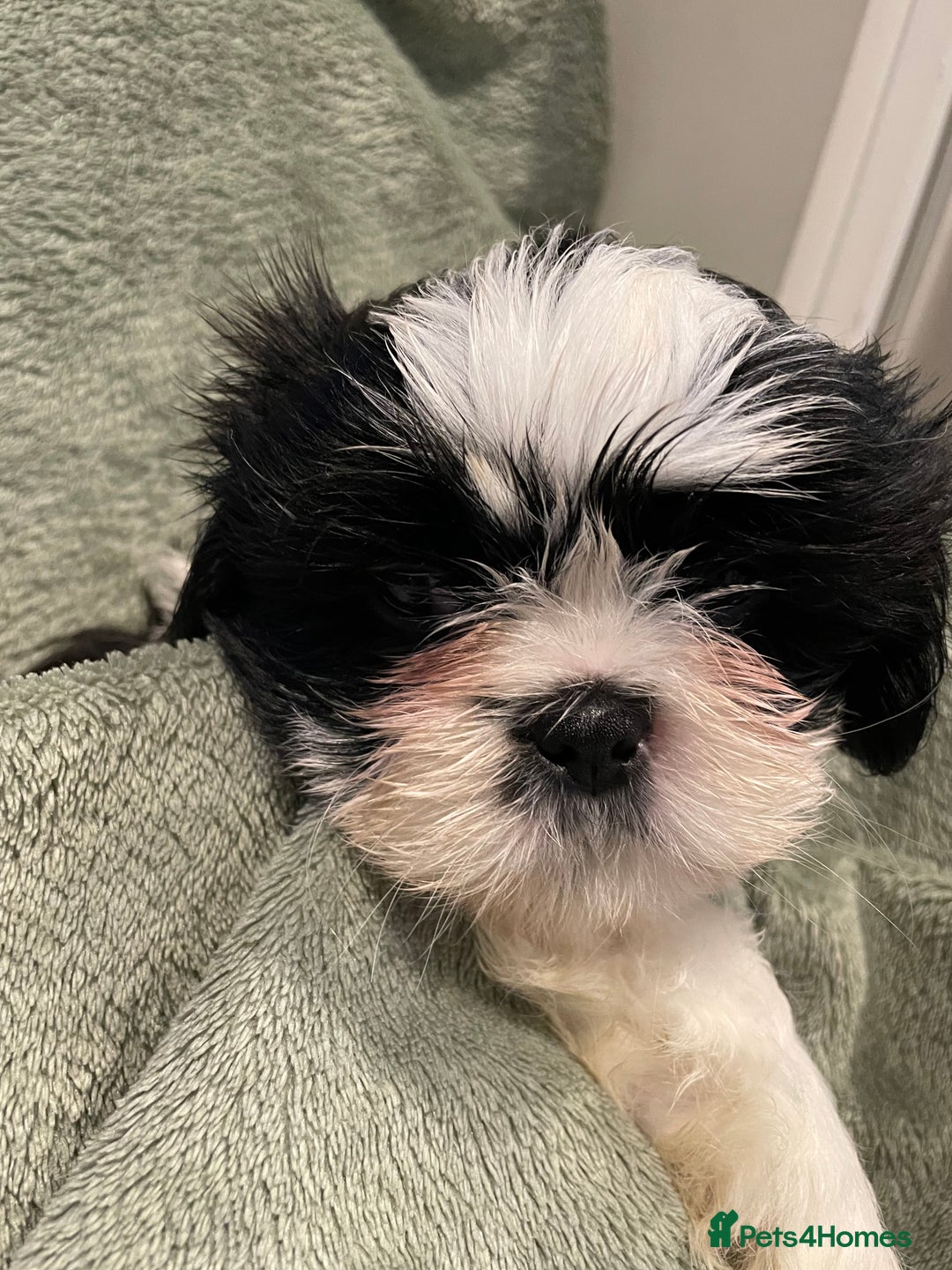 Shih Tzu dogs for sale: Adorable Imperial Shih Tzu Puppies - Advert 25