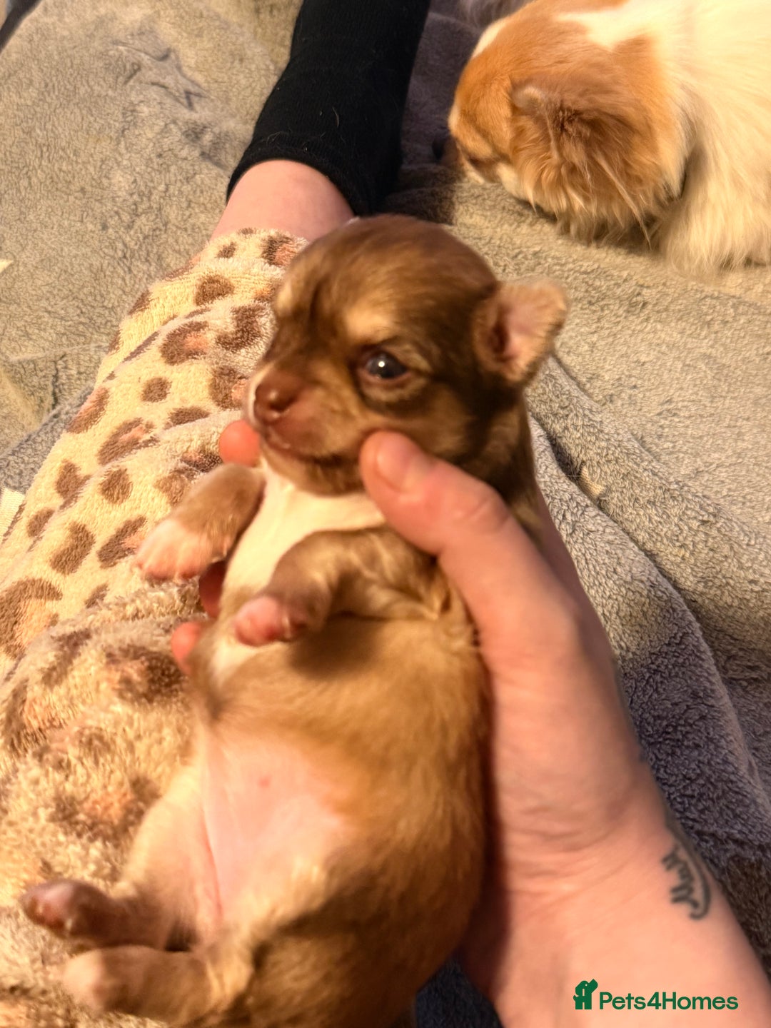 Chihuahua dogs for sale:  **  CHIHUAHUAS  - Advert 16