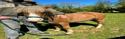 Welsh Section A horses for sale: Dapper Pony Open to Sensible Offers to Right Home - Advert 19