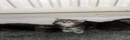 Mixed Breed cats for sale: 4 Mixed Breed Kittens looking for loving home  - Advert 5