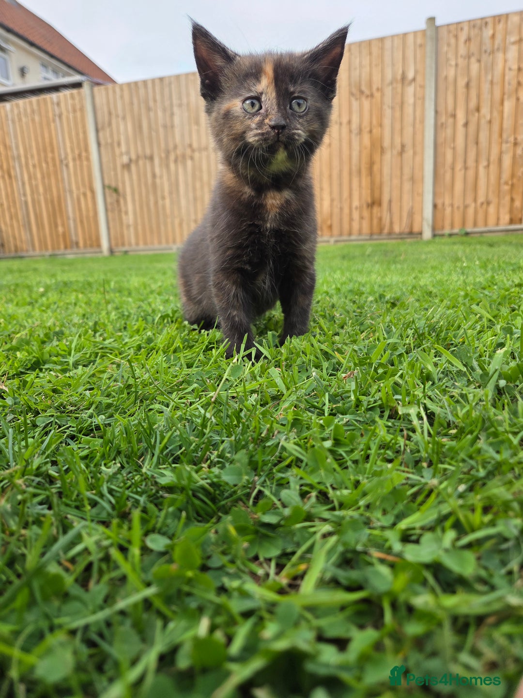 Mixed Breed cats for sale: 4 beautiful kittens for sale - Image 4
