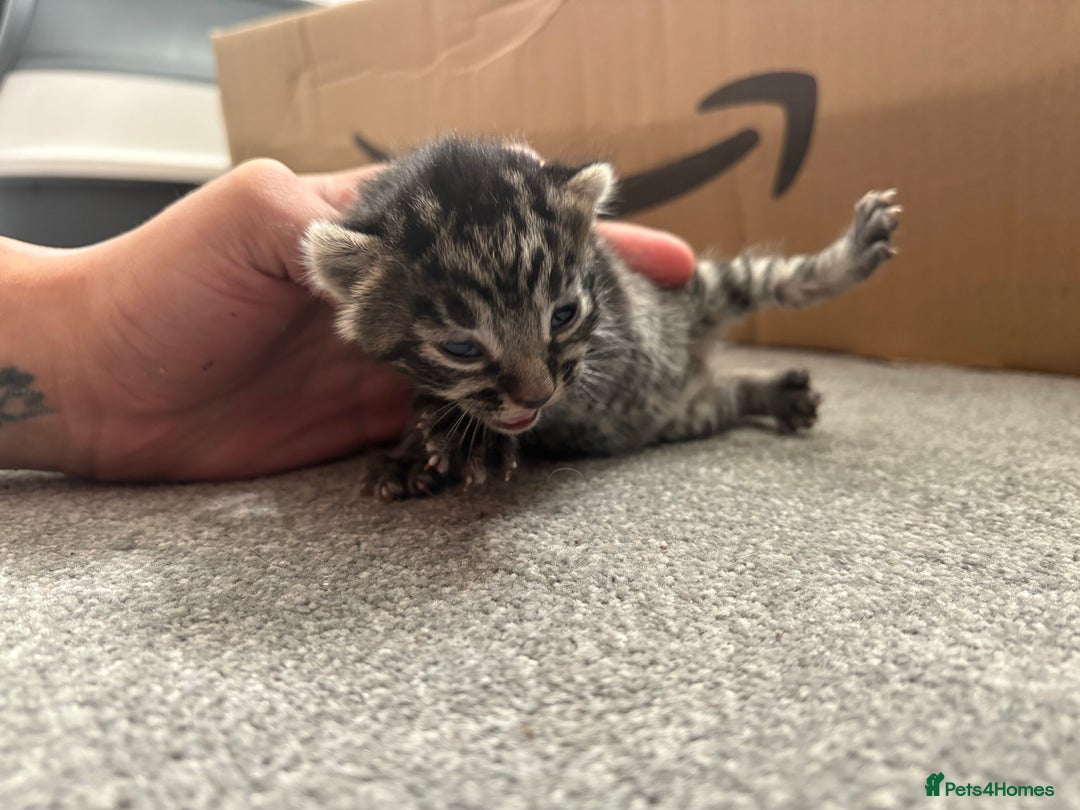 Mixed Breed cats for sale: Looking for their forever home! - Image 10