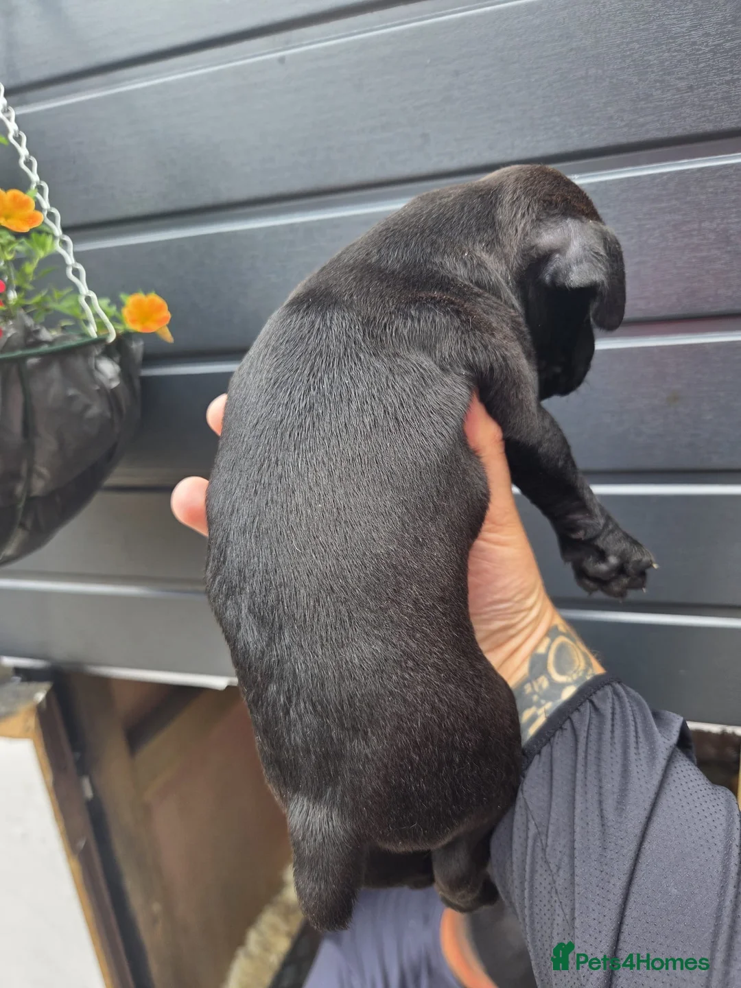 Patterdale Terrier dogs for sale: Beautiful patterdale  - Advert 15