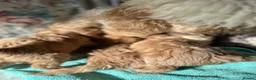Cavapoo dogs for sale: Cavapoo’s  - Advert 8