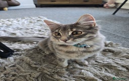 Mixed Breed cats for sale: Darcy looking for her forever home  - Image 12