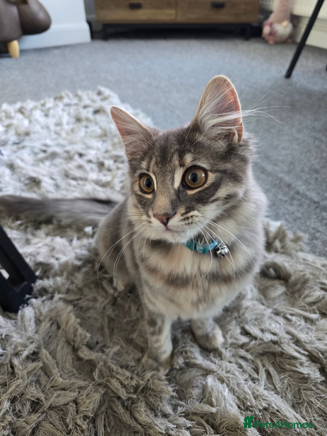 Mixed Breed cats for sale: Darcy looking for her forever home  - Image 12