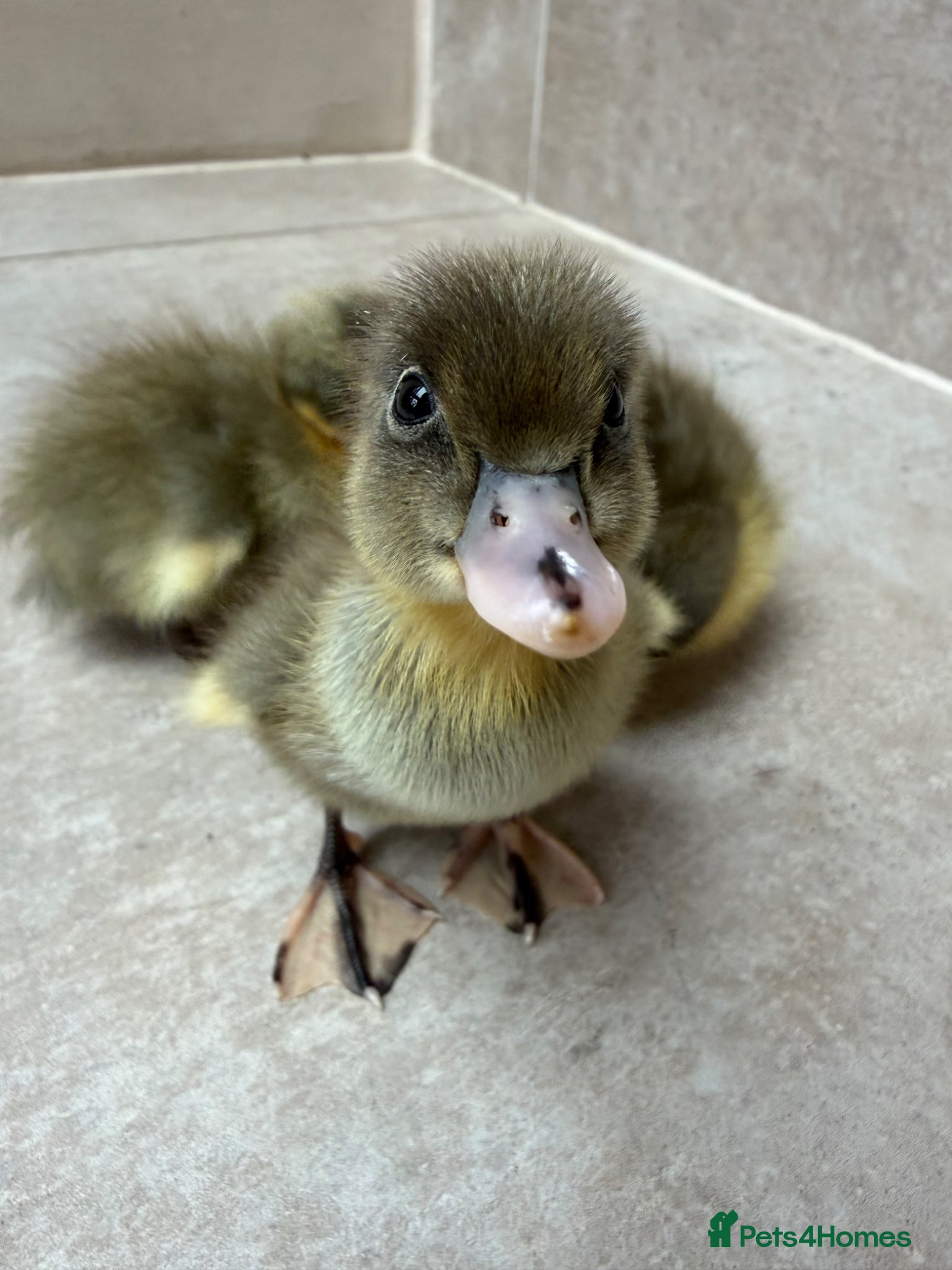 Ducks poultry Day old runner ducklings  - Advert 2