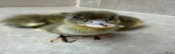 Ducks poultry for sale: Day old runner ducklings  - Advert 1