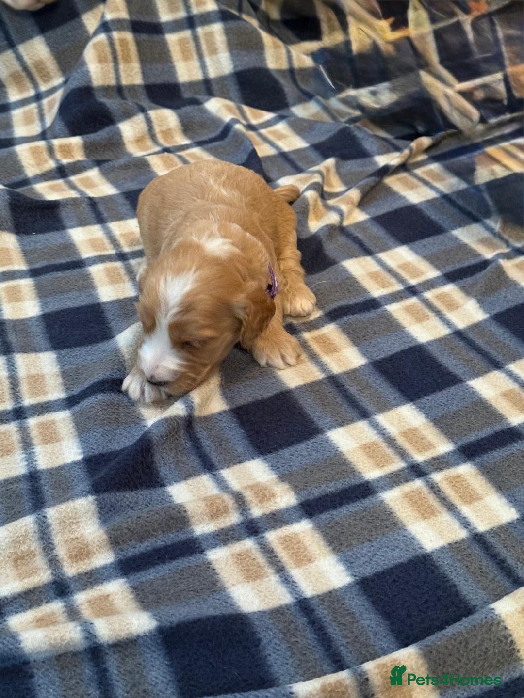 Cockapoo dogs for sale: Beautiful Golden Cockerpoo Puppies 2 Girl & 4 Boy - Image 33