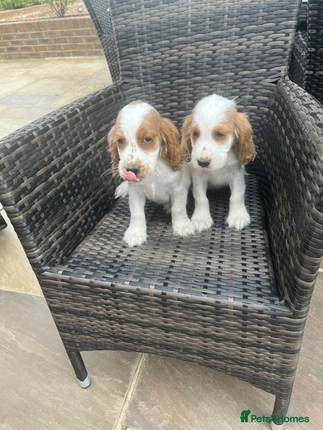 Cocker Spaniel dogs for sale: OUT STANDING  GORGEOUS SHOW TYPE COCKER SPANIEL  - Image 21