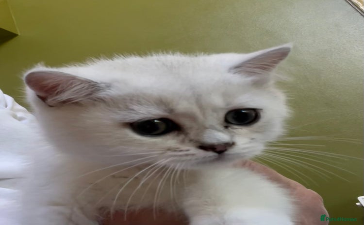 British Shorthair cats - Advert 7