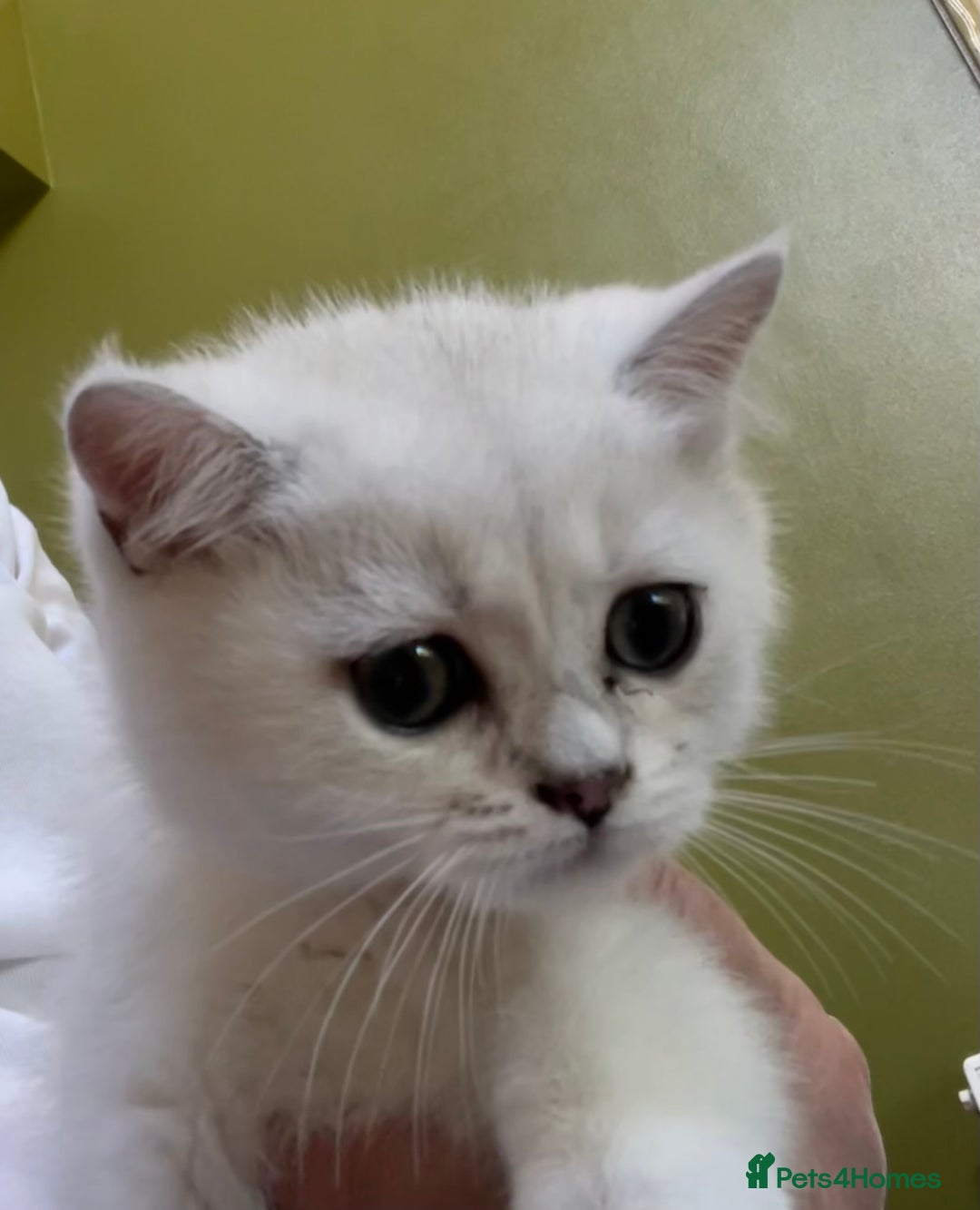 British Shorthair cats for sale: BSH BLACK TIPPED KITTENS GCCF REGISTERED  - Image 1