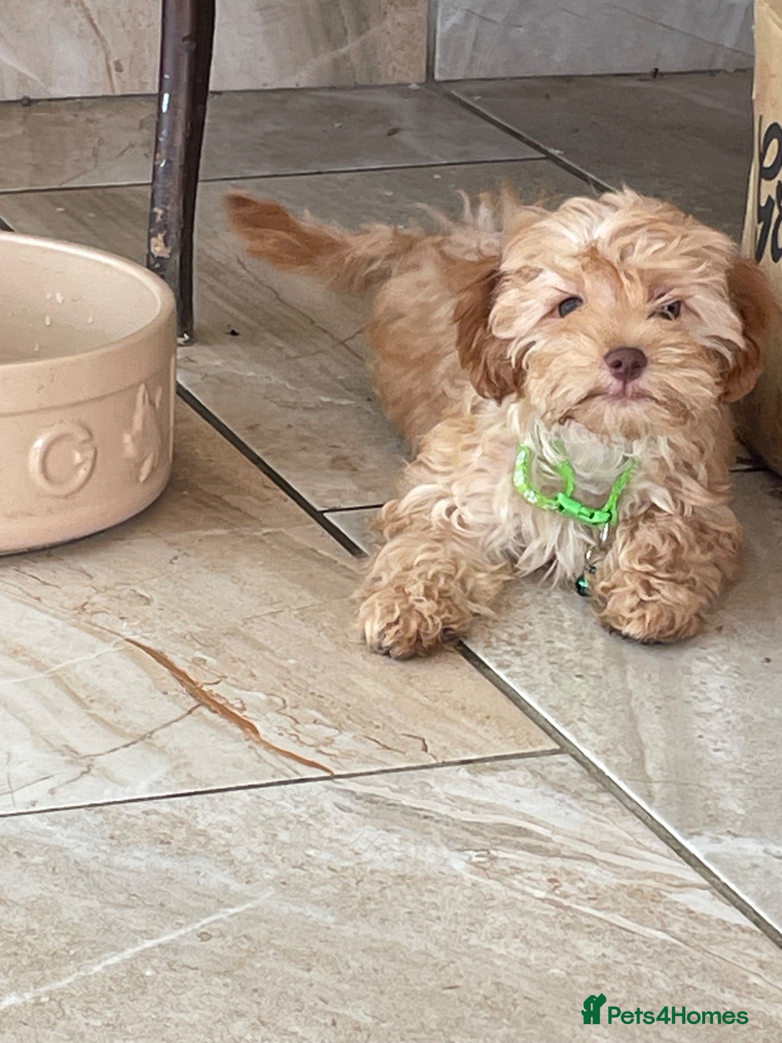 Cavapoo dogs Girls and boys available  - Advert 1