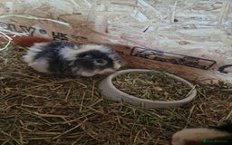 Guinea Pig rodents for sale: Female baby guinea pigs for sale - Image 3