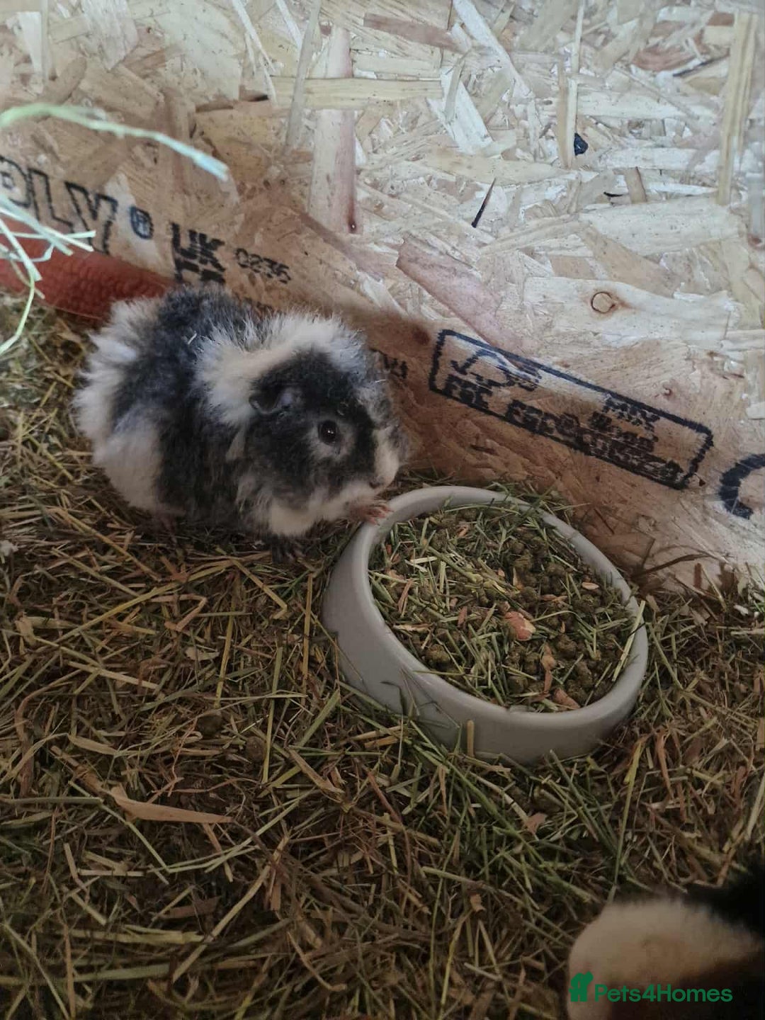 Guinea Pig rodents for sale: Female baby guinea pigs for sale - Image 3
