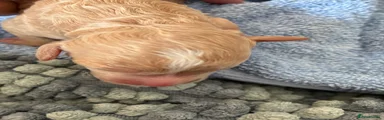 Mixed Breed 1