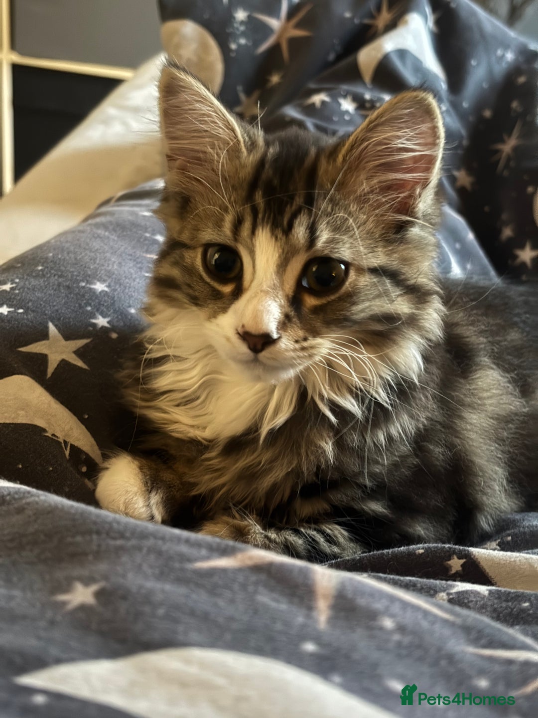Mixed Breed cats for sale: Siberian mix kitten - Image 3