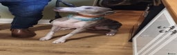 Mixed Breed dogs for sale: Whippet x - Advert 1