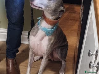 Mixed Breed dogs Whippet x - Advert 1