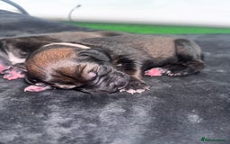 Mixed Breed dogs for sale: Saluki Bull Grey Puppies  - Image 17