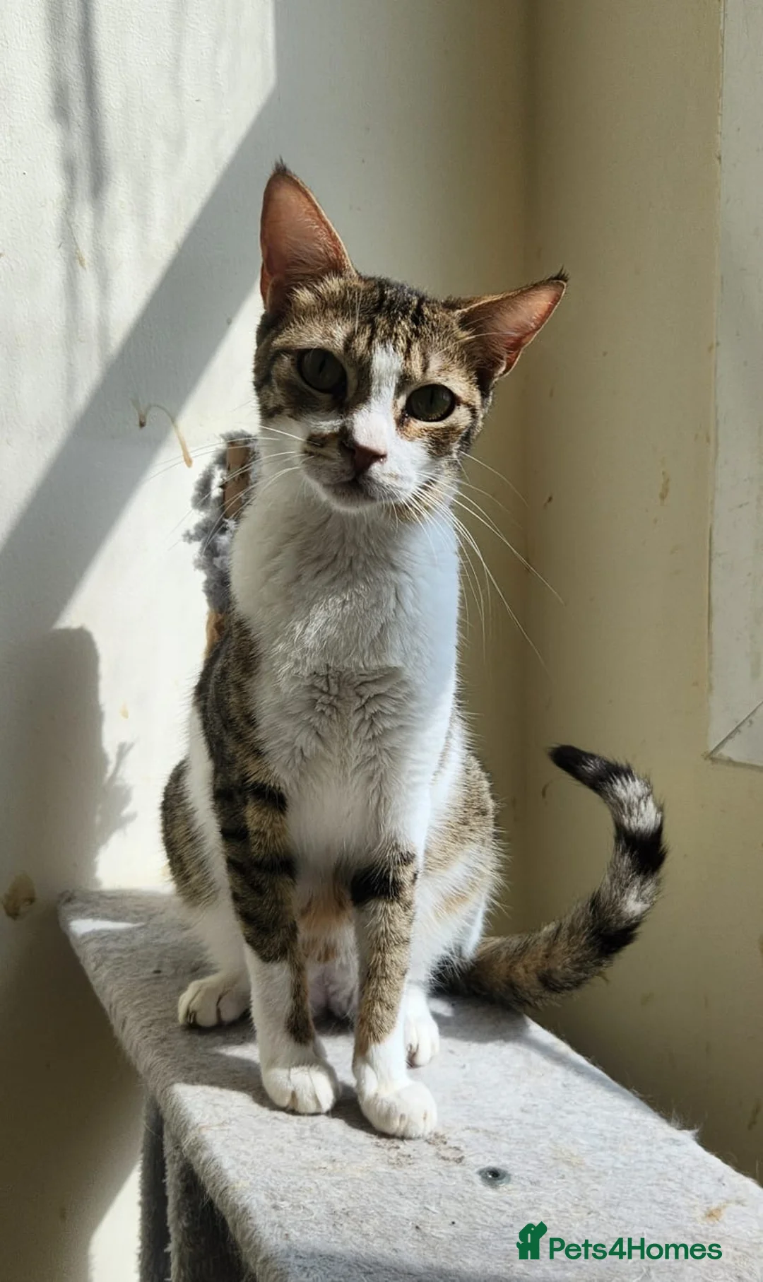 Arabian Mau cats for adoption: Rosie girl  - Advert 2