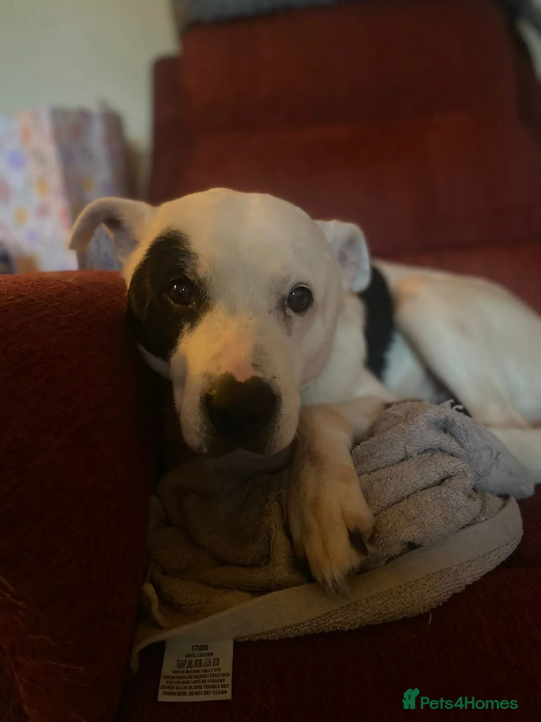 Mixed Breed dogs for adoption: Holistic retirement home needed for elderly dog - Advert 2