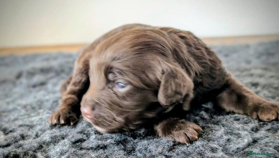 Cockapoo dogs for sale: Very special PRA clear chocolate litter cockapoos  - Advert 7