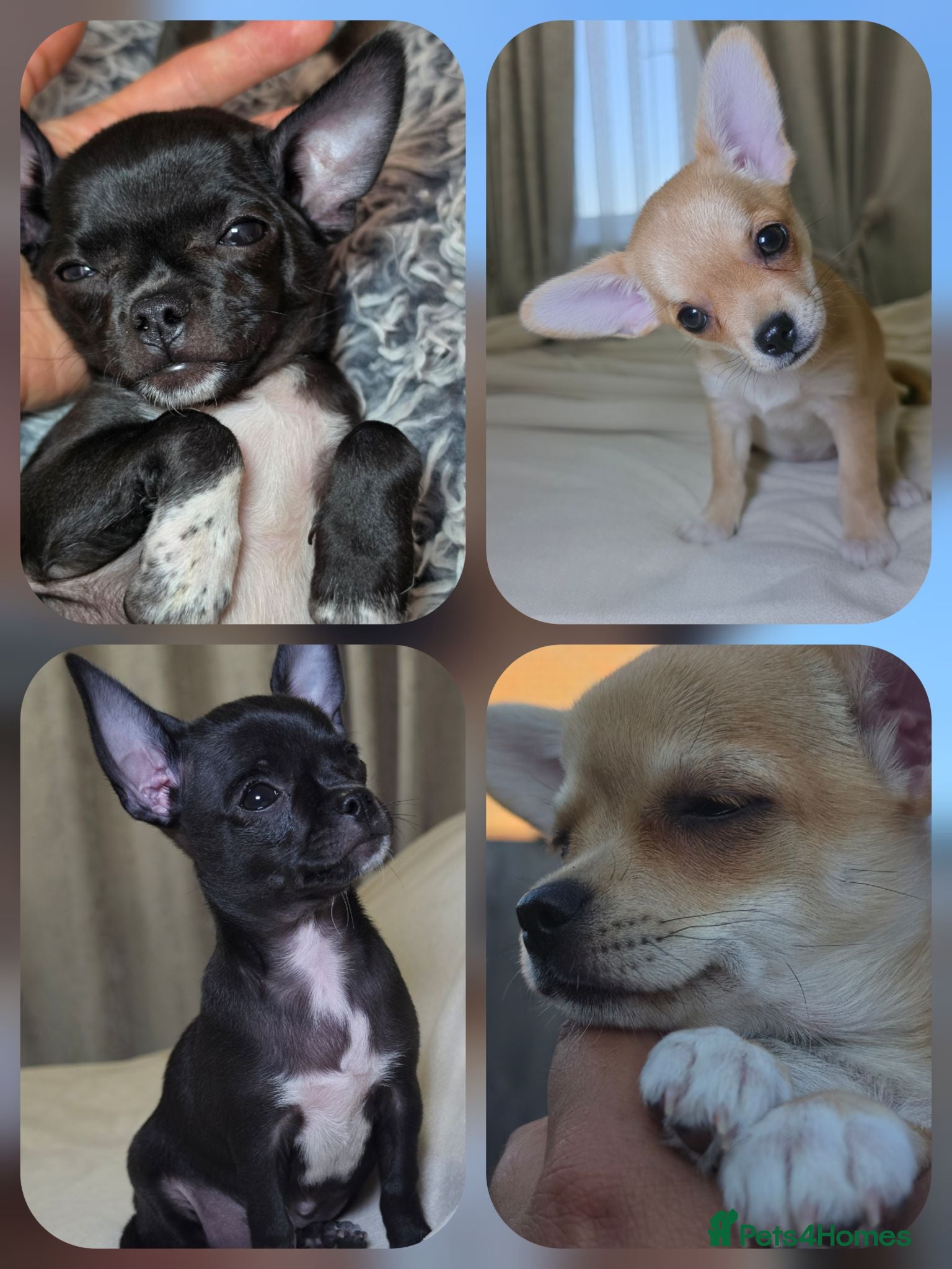 Chihuahua dogs 🐾Chihuahua Girls ready for forever loving homes - Advert 1