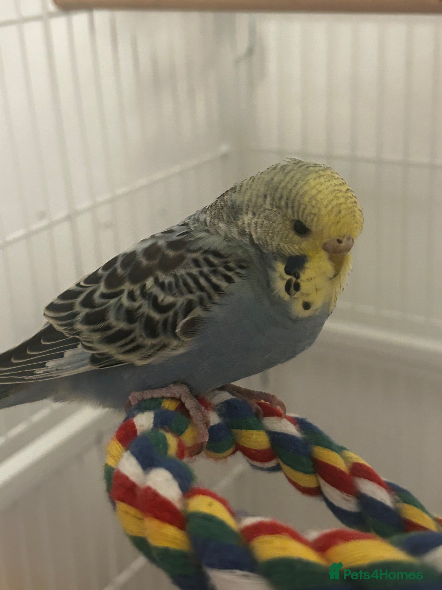 Budgerigars birds Female budgie - Advert 1