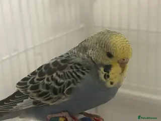 Budgerigars birds Female budgie - Advert 1