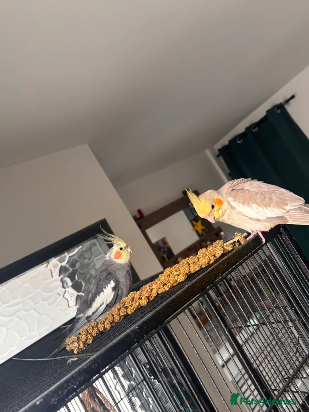 Cockatiels birds for sale: 2x Male Cockatiel for sale  - Advert 1