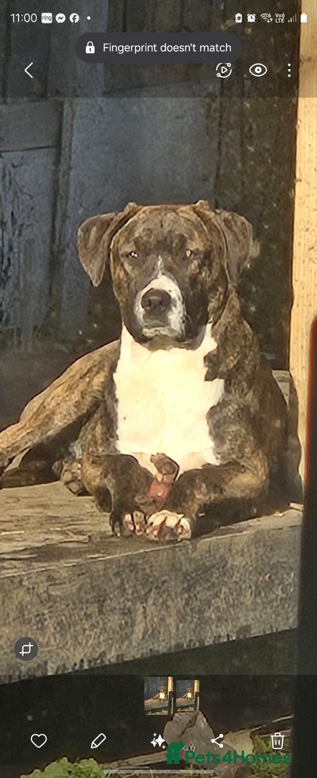 Mixed Breed dogs for sale: Mixded  - Image 10