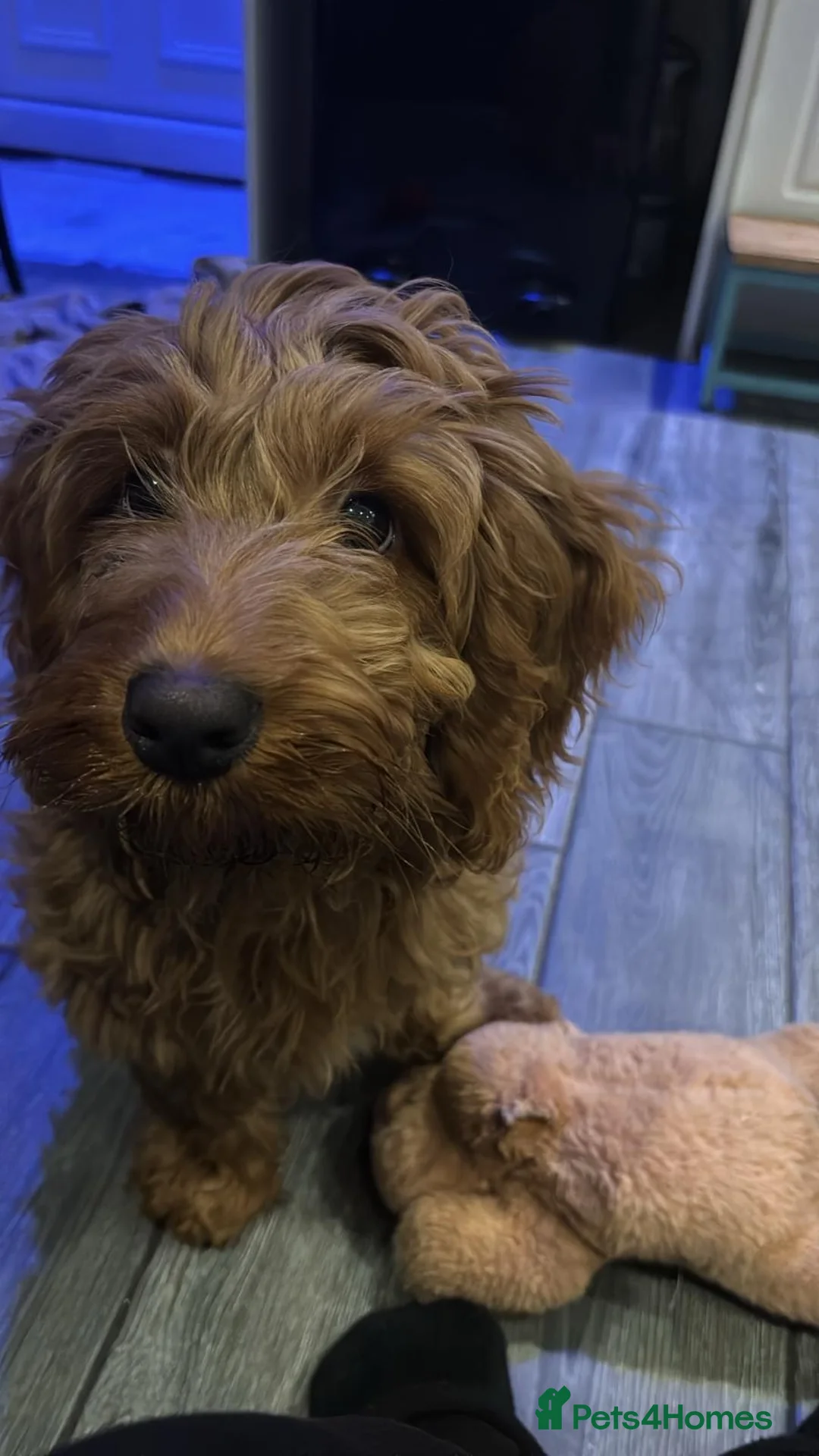 Cockapoo dogs for sale: Benji boy  ♥️ 18 week old male cockapoo - Advert 10