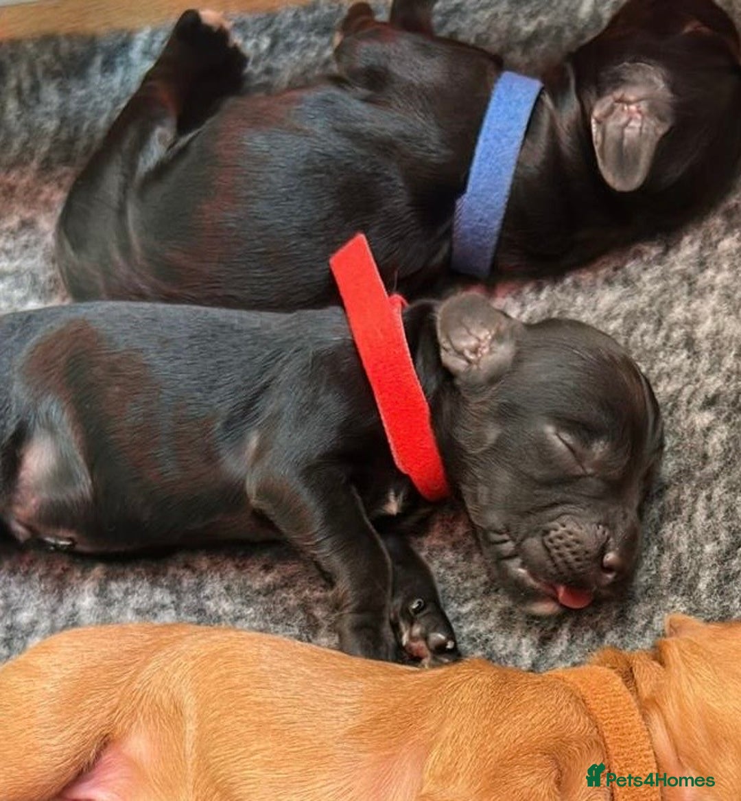 Cocker Spaniel dogs for sale: Last remaining puppy for sale - Advert 3