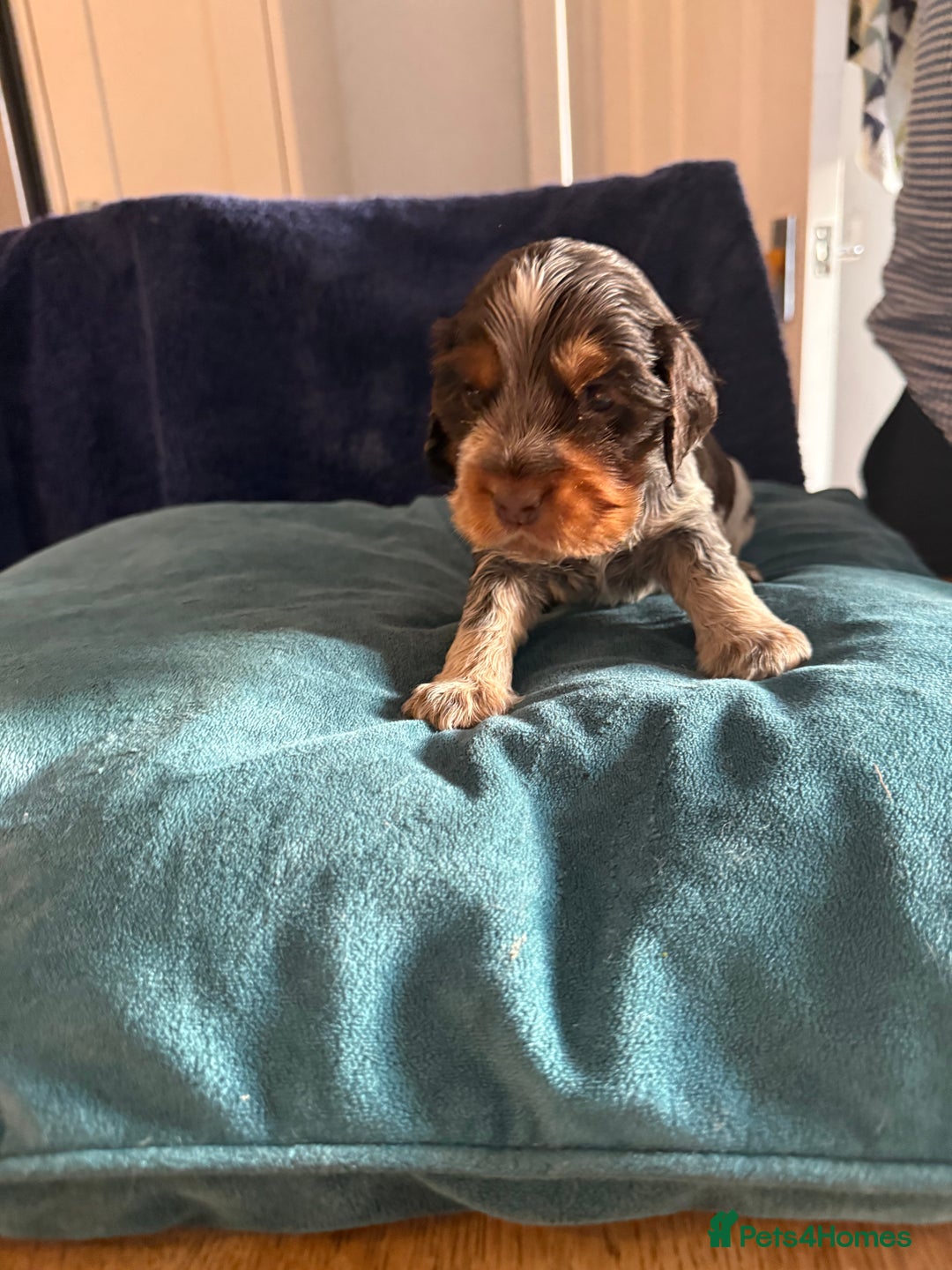 Cocker Spaniel dogs for sale: KC Registered Show Cockers - Image 12