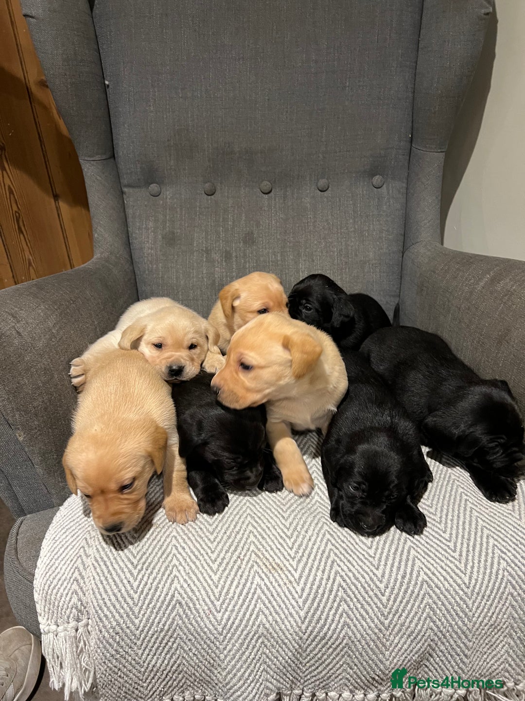 Labrador Retriever dogs for sale: 1 golden/ yellow boy Labrador puppies left - Advert 15