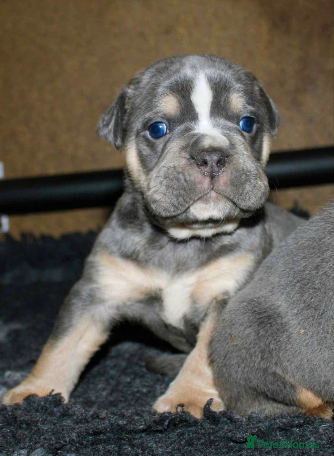 Olde English Bulldogge dogs for sale: Olde English bulldog puppies  - Advert 26