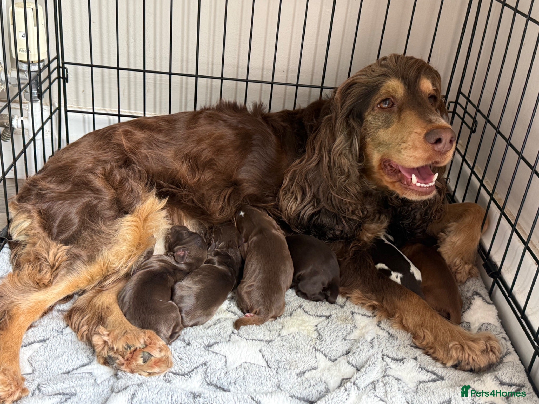 Cocker Spaniel dogs Beautiful litter of Show cocker spaniels - Advert 1